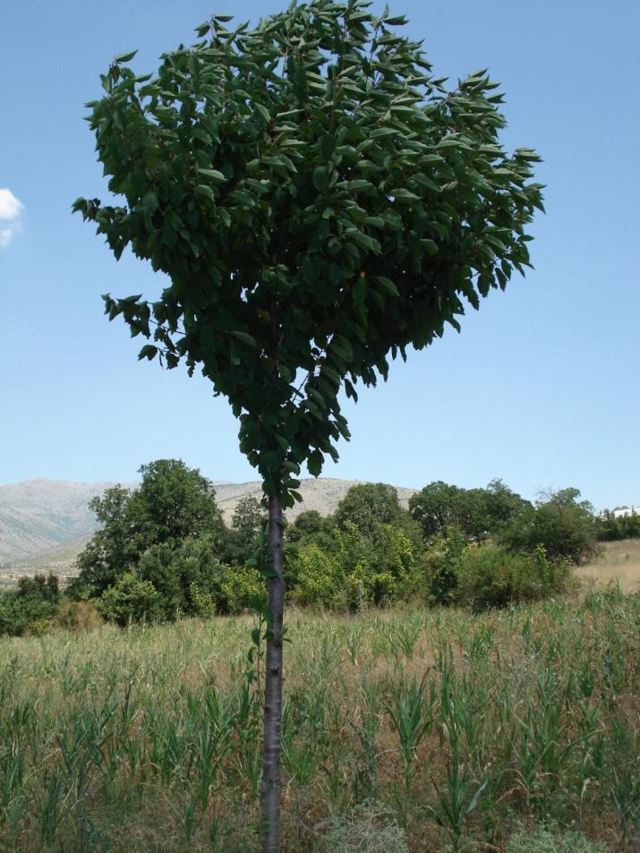 ΔΙΑΜΟΡΦΩΣΗ