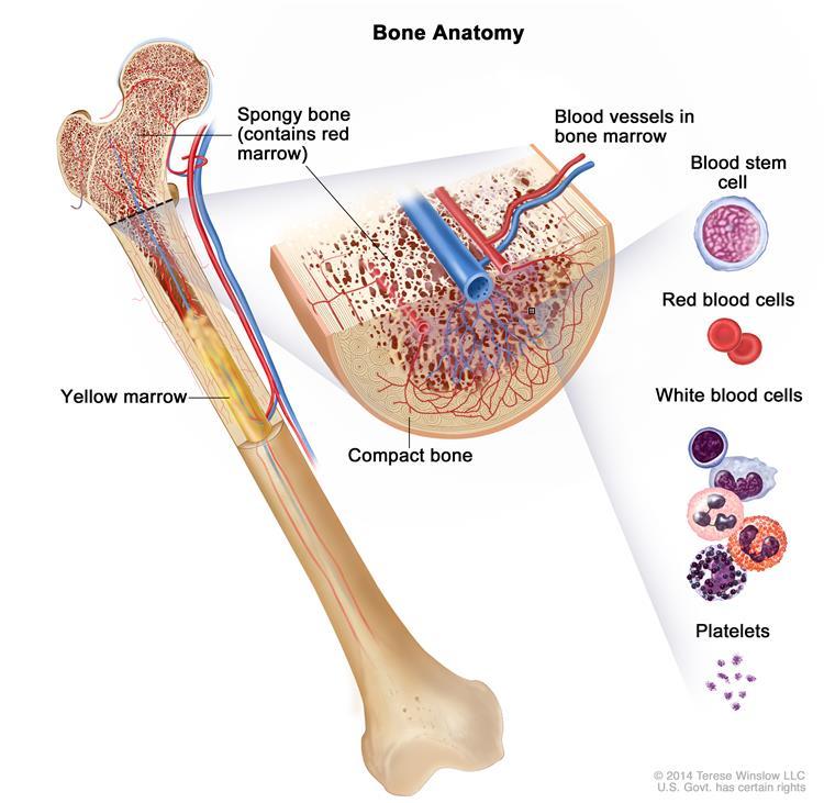 Τα αρχέγονα αιµοποιητικά κύτταρα βρίσκονται μέσα στον μυελό των οστών