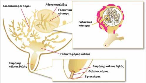 3 ΚΕΦΑΛΑΙΟ 1. ΠΑΡΑΓΩΓΗ ΓΑΛΑΚΤΟΣ 1.1 ΠΑΡΑΓΩΓΗ ΓΑΛΑΚΤΟΣ Η παραγωγή γάλακτος αποτελεί φυσιολογική ιδιότητα του μαστού, που κατατάσσεται στους επιδερμικούς, εξωκρινείς αδένες (Εικόνα 1).