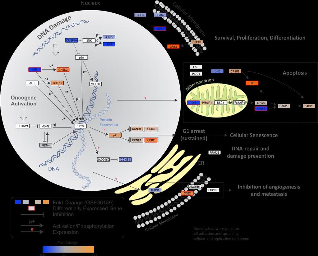 ΤP53 σηματοδοτικόμο νοπάτι Aggressive Intermediate Classical Situ 1. Regulates cell cycle 2.