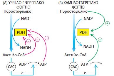 Tο σύμπλεγμα της πυροσταφυλικής αφυδρογονάσης ελέγχεται αλλοστερικά και από αντιστρεπτή φωσφορυλίωση για να αποκρίνεται στο ενεργειακό φορτίο του κυττάρου.