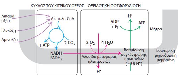 Ο κύκλος του κιτρικού οξέος αποτελεί το πρώτο στάδιο στην κυτταρική αναπνοή, την αφαίρεση ηλεκτρονίων υψηλής ενέργειας από τις πηγές καύσιμων οργανικών μορίων με τη μορφή NADH και