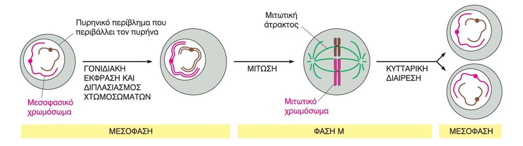 Ο βαθμός συσπείρωσης των χρωμοσωμάτων διαφέρει ανάλογα με τη φάση του κυτταρικού κύκλου -Στην