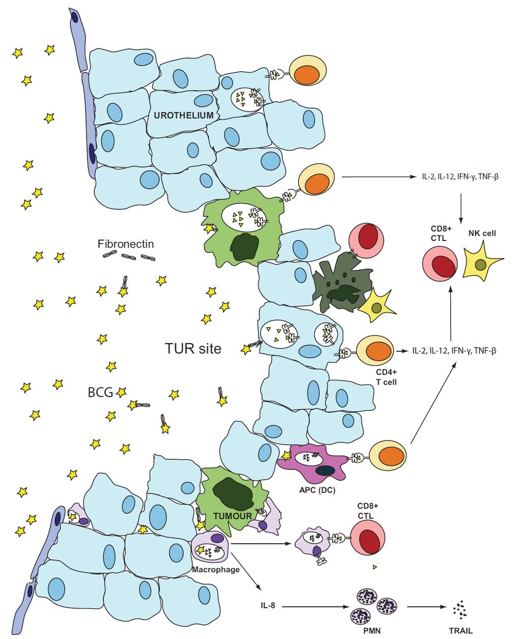 Bacillus Calmette-Guerin (BCG) induced immune response Conclusions The most potent marker currently seems to be the