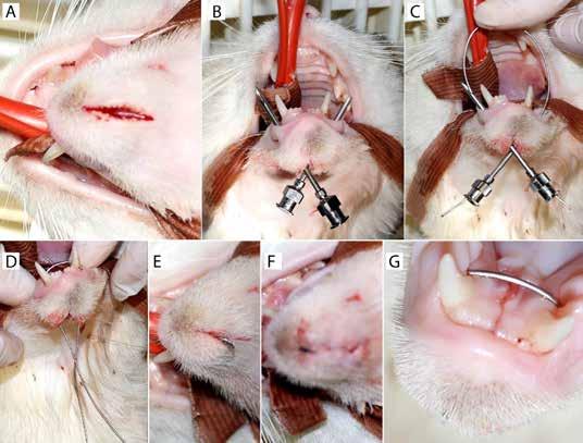 Mandibular fractures in cats Figure 5. Application of an orthopaedic wire caudal to the canines in order to repair a symphyseal fracture. A. Incision of the skin in the ventral midline. B.