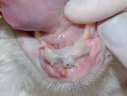 Mandibular fractures in cats Figure 6. A wire in a figure-of-8 is placed around the mandibular canines, and is stabilised with acrylic resin. The wire and the canines are fully covered with resin.
