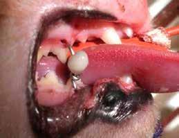 Mandibular fractures in cats Table 5. Association between causal factor and fracture site (n=33) Symphyseal separation (n=11) Fractures of the ramus (n=17) Vehicular accident 5 (45.4%) 6 (35.