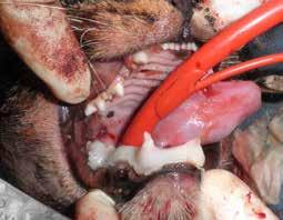 9%) 5 (100%) out of 17 fractures of the ramus, there was concurrent partial or complete ankylosis of the temporomandibular joint and inability to open the mouth because of an old fracture.