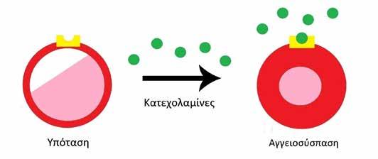Υποθερμία Εικόνα 1. Φυσιολογική θερμοκρασία σώματος: Αγγειοσύσπαση μετά τη σύνδεση κατεχολαμινών στους α-1 αδρενεργικούς υποδοχείς του τοιχώματος των αγγείων.