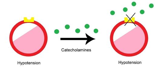 Hypothermia Figure 2. Hypothermia: the inability to cause vasoconstriction due to the absence of catecholamine binding to the alpha-1 adrenergic receptors of the endothelial wall.