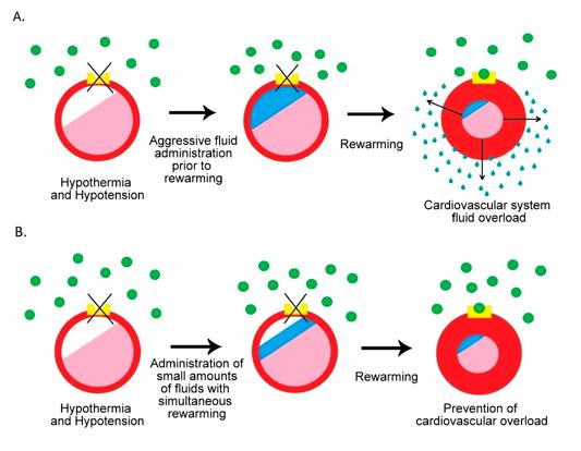 Hypothermia Figure 3. Management of shock in a hypothermic cat: Α. Aggressive fluid administration prior to rewarming can lead to vascular volume overload (pulmonary oedema, interstitial oedema etc.