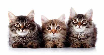 ΙΑΤΡΙΚΗ ΖΩΩΝ ΣΥΝΤΡΟΦΙΑΣ Hellenic Journal of Companion Animal Medicine Τόμος 6 Τεύχος 2 2017 / Volume 6 Issue 2 2017 ISSN: 2241-1569 Πίνακας Περιεχομένων Table of Contents 5 Άρθρο Σύνταξης Editorial 6