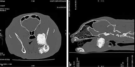 According to history, the cat had been castrated and all the premolars, molars and the upper left canine had been extracted because of gingivostomatitis four months prior to presentation.