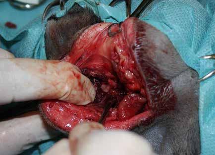 Osteoma of the mandible in a cat and c).