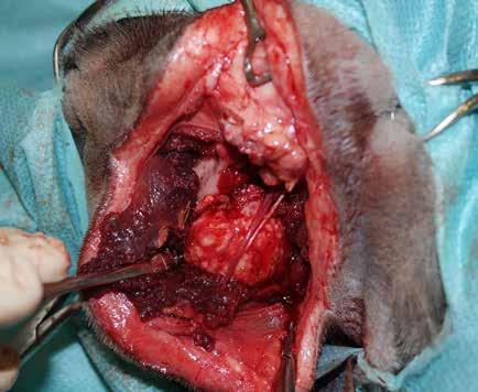 A 3/0 absorbable suture was used in all cases (Vicryl, Ethicon Inc., Cornelia G.A).