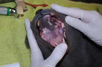 Osteoma of the mandible in a cat cal examination was completed.