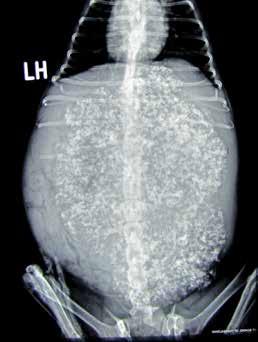 Ovarian teratoma in a bitch Physical examination revealed a non-painful firm abdominal mass. Complete blood count revealed mild anaemia (PCV 36.4%; reference range: 37-55%).