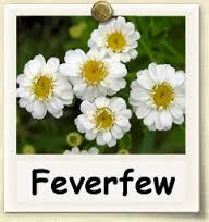 ΚΑΙ Feverfew Μπορείτε να απαλλαγείτε από τις ημικρανίες με φυσικό τρόπο μέσω της χρήσης των βοτάνων έντασης-χαλάρωσης.