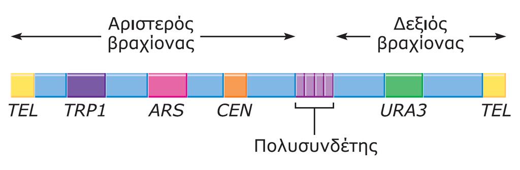 ΕΙΚΟΝΑ 16.6 Τυπικό τεχνητό χρωμόσωμα ζυμομύκητα (YAC). YAC: φορέας που επιτρέπει την κλωνοποίηση μεγάλων τμημάτων DNA (0.2-2Mb) σε κύτταρα ζύμης.
