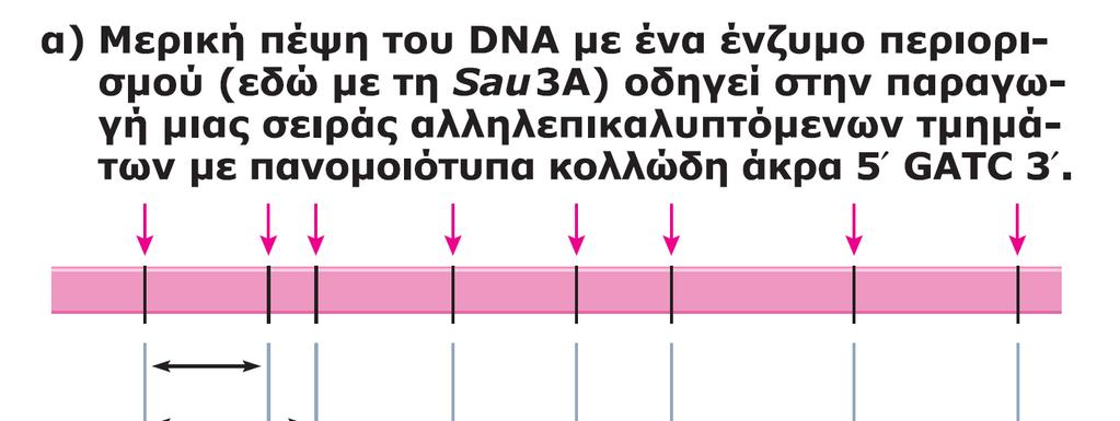 ΕΙΚΟΝΑ 16.