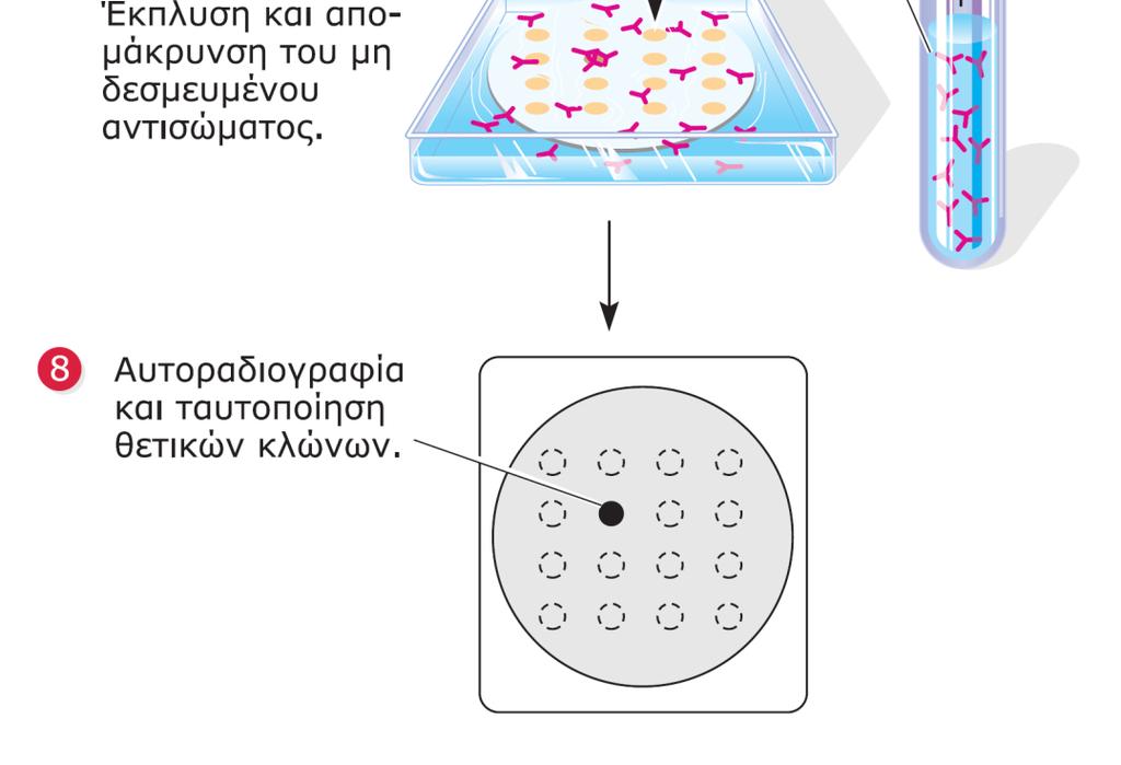 ΕΙΚΟΝΑ 16.