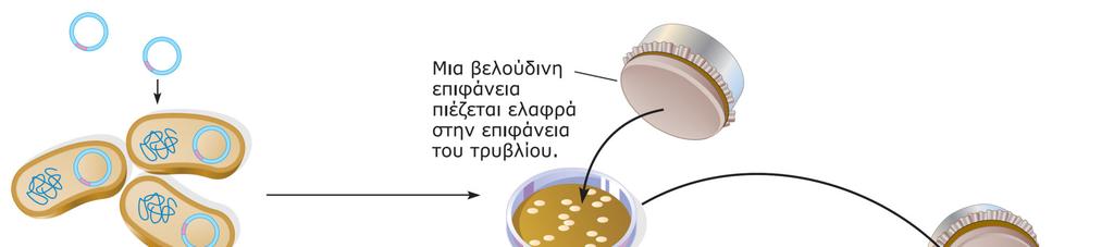 ΕΙΚΟΝΑ 16.