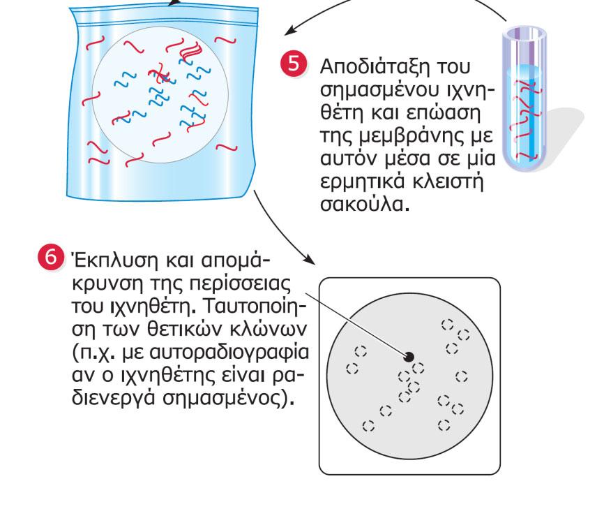 ΕΙΚΟΝΑ 16.11 Σάρωση μιας γονιδιωματικής βιβλιοθήκης σε πλασμιδιακό φορέα με ιχνηθέτη ένα σημασμένο μόριο DNA.