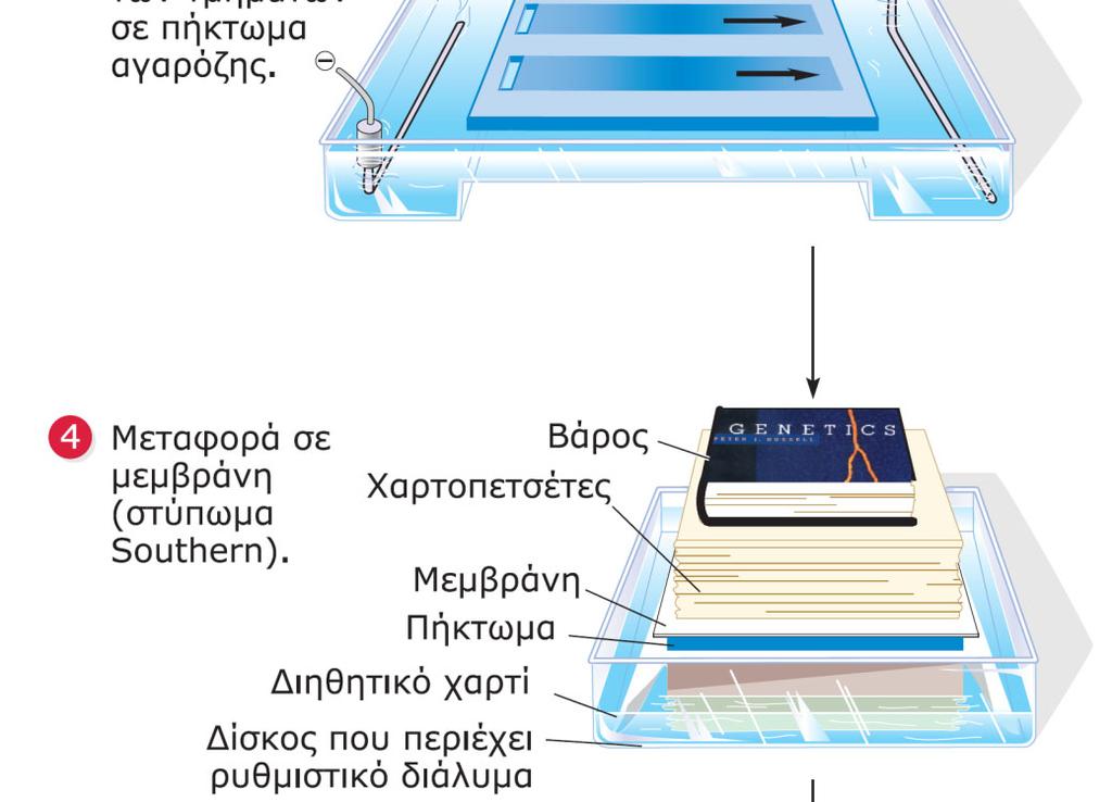 ΕΙΚΟΝΑ 16.16 Ανάλυση κατά Southern γονιδιωματικού DNA με σκοπό τον εντοπισμό αλληλουχιών συμπληρωματικών προς ένα σημασμένο ιχνηθέτη (για παράδειγμα, ένα μόριο cdna).