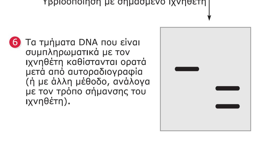 ΕΙΚΟΝΑ 16.16 Ανάλυση κατά Southern γονιδιωματικού DNA με σκοπό τον εντοπισμό αλληλουχιών συμπληρωματικών προς ένα σημασμένο ιχνηθέτη (για παράδειγμα, ένα μόριο cdna).