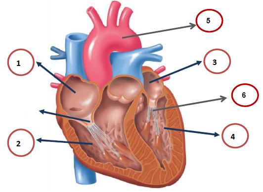 Ερώτηση 4 (α) Στο παρακάτω σχήμα να ονομάσετε τα μέρη της καρδιάς που αντιστοιχούν στους αριθμούς 1 μέχρι 6. (6Χ0,25=1,5 μον) 1. 4. 2. 5. 3. 6. (β) Να αναφέρετε τον ρόλο του μέρους που αντιστοιχεί στον αριθμό 6.