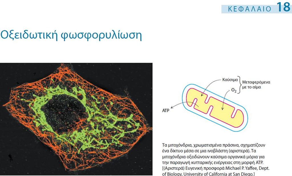 BIOΛ154 ΒΙΟΧΗΜΕΙΑ