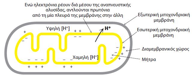Η χημειωσμωτική υπόθεση. Η μεταφορά ηλεκτρονίων μέσω της αναπνευστικής αλυσίδας οδηγεί στην άντληση πρωτονίων από τη μήτρα προς τον διαμεμβρανικό χώρο.