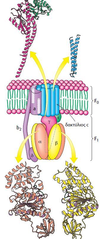 H συνθάση ATP ή F1F0 ATPάση (Σύμπλοκο V) αποτελείται από μια μονάδα αγωγής πρωτονίων και μια καταλυτική μονάδα Η+ Η κίνηση Η+ διά μέσου των ημιδιαύλων της F0,από το περιβάλλον υψηλής συγκέντρωσης Η+