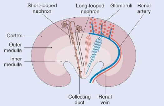 Το νεφρικό παρέγχυμα, σε διατομή, εμφανίζει δύο μοίρες, τη φλοιώδη και τη μυελώδη.