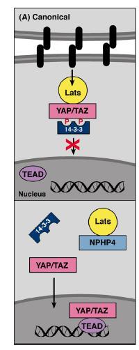 μεταλλάξεις στο γονίδιο της NPHP4 έχουν σαν αποτέλεσμα την ανεπαρκή σηματοδότηση μέσω YAP και TAZ και την εμφάνιση φαινοτύπου με μικρούς νεφρούς [108]. Εικόνα 26: Σηματοδοτικό μονοπάτι Hippo.