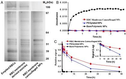 nanoparticles as a biomimetic