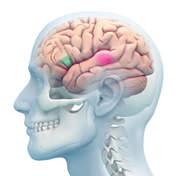 Broca &