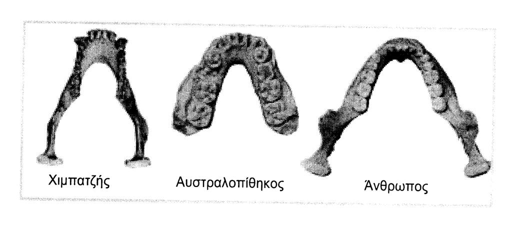 Η φυσιολογία της οµιλίας