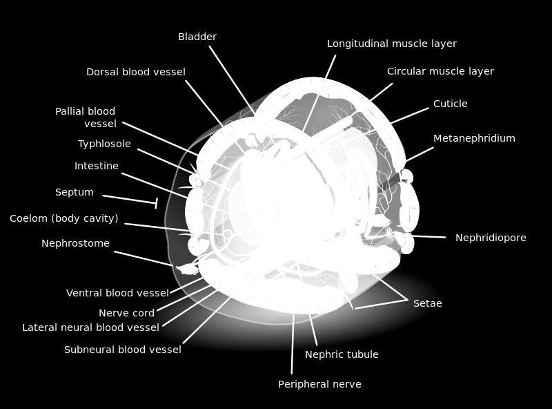 Annelid