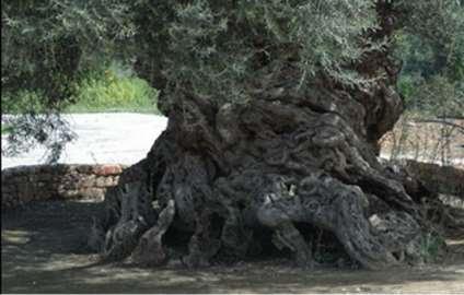 Ελιά Βουβών Το Αρχαιότερο Ελαιόδεντρο 3000-5000 ετών Κίσσαμος