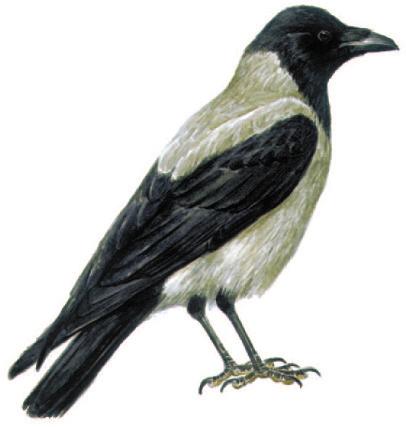 Κουρούνα (Corvus corone) Γκρι κορακοειδές με μαύρο κεφάλι και φτερούγες.