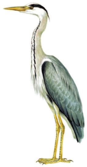 Σταχτοτσικνιάς (Ardea cinerea) Μεγαλόσωμος, σκουρόχρωμος ερωδιός. Όπως όλοι οι ερωδιοί, πετά με το λαιμό μαζεμένο. Φωλιάζει συνήθως κατά αποικίες σε δέντρα ενώ αρκετοί μένουν το χειμώνα στη χώρα μας.