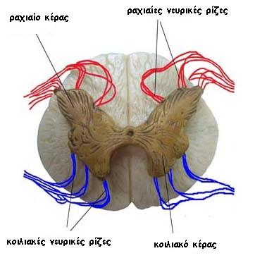 Σπονδυλικό τμήμα spinal segment, θεωρείται το επίπεδο του νωτιαίου μυελού, όπου δύο ραχιαίες νευρικές ρίζες (αισθητικές DR) εισέρχονται και δύο πρόσθιες- κοιλιακές- νευρικές ρίζες (κινητικές VR)