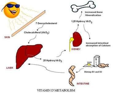 ΜΟΡΦΕΣ ΒΙΤΑΜΙΝΗΣ D Χοληκαλσιφερόλη (Βιταμίνη D 3 ) Φυσιολογικώς υπάρχουσα μορφή της βιταμίνης D Δημιουργείται με την έκθεση του δέρματος στον ήλιο Βρίσκεται στα τρόφιμα και σε πολλά συμπληρώματα