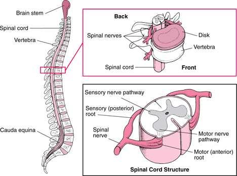 Νωτιαίος Μυελός (Spinal Cord) Επίμηκες μόρφωμα που βρίσκεται μέσα στον σπονδυλικό σωλήνα και