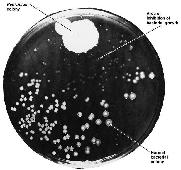 1928 Fleming Ανακάλυψε την penicillin, που παράγεται από Penicillium notatum.