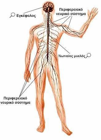 Οι κεντρικοί νευρικοί αποκλεισμοί επιτυγχάνονται στο επίπεδο του νωτιαίου μυελού, είτε υπαραχνοειδής (ραχιαία ή υπαραχνοειδής αναισθησία),είτε επισκληρίδιως( επισκληρίδιος αναισθησία) Η ραχιαία ή