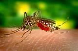 Ελονοσία - κουνούπι Aνωφελές Συνήθως αποθέτει αυγά σε καθαρό νερό σε αγροτικές,