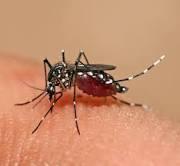 Κουνούπι Aedes albopictus κουνούπι «τίγρης» Έχει εγκατασταθεί σε πολλές περιοχές στην Ελλάδα Τσιμπάει κυρίως κατά τη διάρκεια