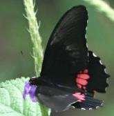 female 3-A